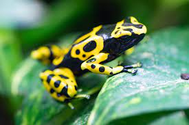 Exotic Animals - 1